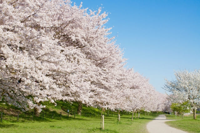 幸手権現堂桜堤 桜 開花状況2023