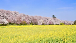 幸手権現堂桜堤 桜 開花状況2023