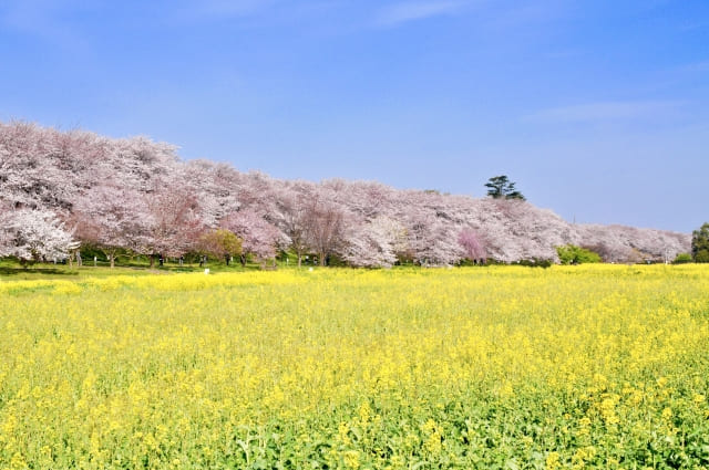 幸手権現堂桜堤 桜 開花状況2023